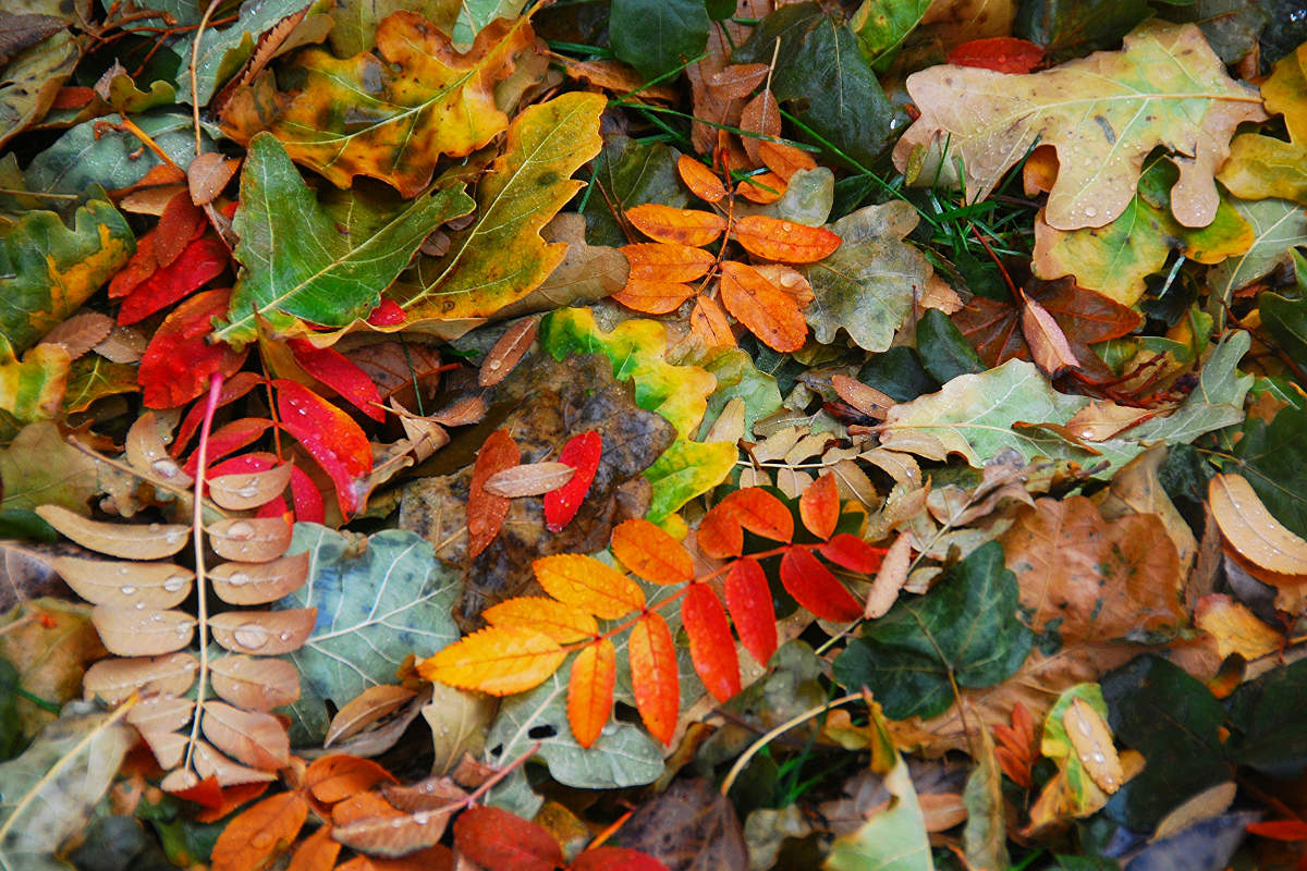 feuilles d’automne