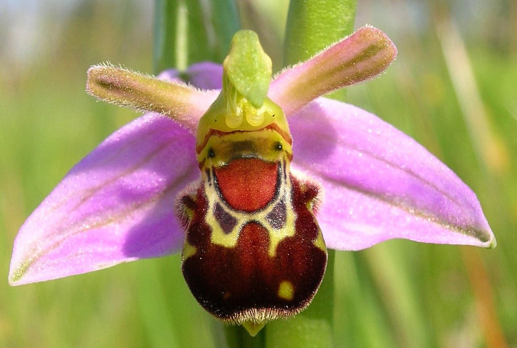 the bee orchid