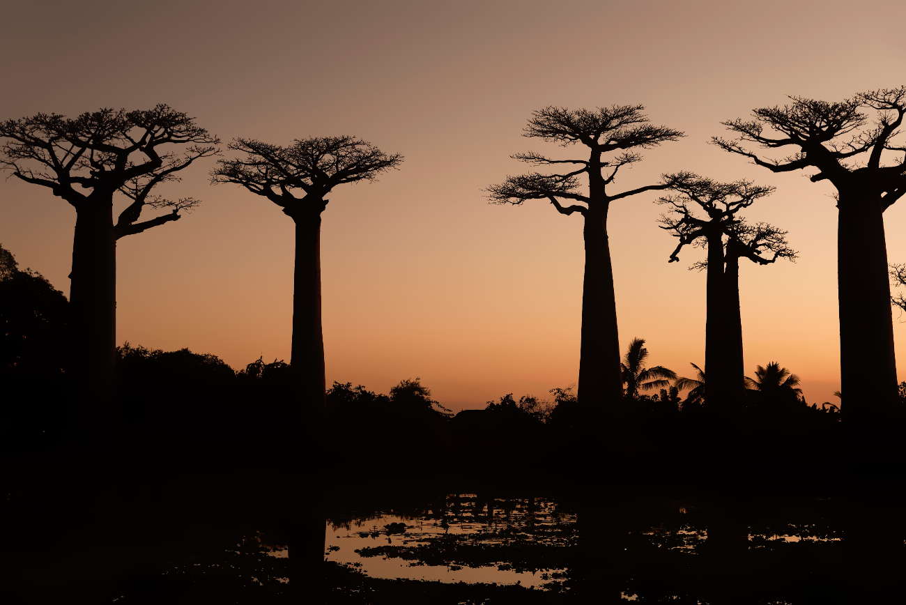 Photo de plusieurs Baobabs.