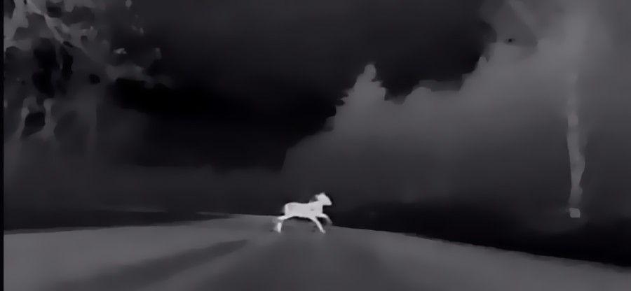 Un chevreuil vu en IR.