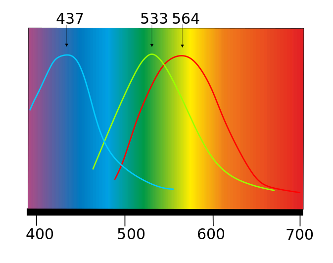 spectre d’absorption des cônes